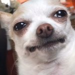 Disappointed Dog