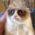 Grumpy cat