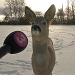 deer interview