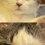 Deadpan Cat