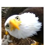 Bald eagle looking at camera