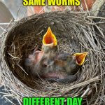 What’s new? | SAME WORMS; DIFFERENT DAY | image tagged in chirping,funny,fun,different,good morning | made w/ Imgflip meme maker