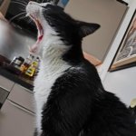 oreo the lion