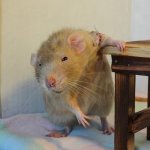 Back in my day Rat