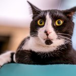 Oh sh!t cat
