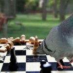 Pigeon playing Chess