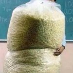 Big Bag of Popcorn