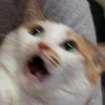 GATO