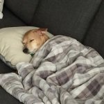 Dog Sleeping
