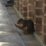 hot dog squirrel