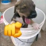 Perrito burla