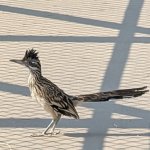 Bakersfield Road Runner