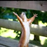 Praise Squirrel | DIDDY'S LAWYER AFTER HEARING THAT THE TRIAL ENDS ON THURSDAY | image tagged in praise squirrel,diddy,p diddy,trial | made w/ Imgflip meme maker