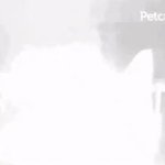 Cat getting flashbanged gif GIF Template
