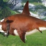 Cow Fish meme