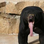 Bear with tongue sticking out