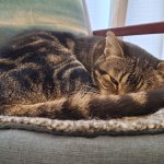 Annoyed Cat sleep