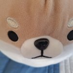 Shiba
