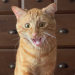 Angry orange cat