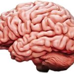 Brain