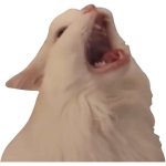 Cat screaming at nothing