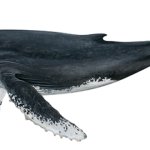 Whale