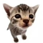 El gatito