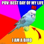 I'm a bird... • Budgie meme | POV: BEST DAY OF MY LIFE; ME; I AM A BIRD | image tagged in budgie meme | made w/ Imgflip meme maker