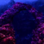 underwater reef meme