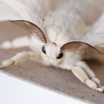 moth meme