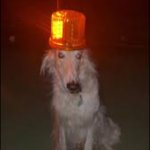 Siren Dog