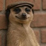 Meerkat