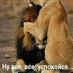 lion and lioness