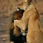 lion and lioness