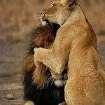 lion and lioness