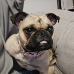 Puggy boo