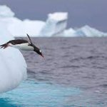 Penguin Bye