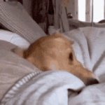 sleep dog