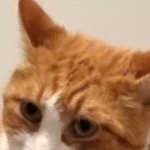 Upset cat | ME MOMENT MY ENEMY WAS MADE TO SIT BY THE CLASS GENIUS INSTEAD OF ME DURING AN EXAMS | image tagged in upset cat | made w/ Imgflip meme maker