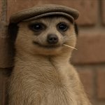 Meerkat