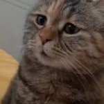 sad cat