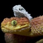 Snake shed skin