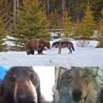 Bear and wolf