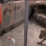 Geese are tough | Mess with a goose and you get the honk | image tagged in gifs,honk,back off,geese | made w/ Imgflip video-to-gif maker