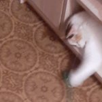 Snatcher kitty