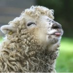 Sheep