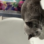 Cat caught drinking from toilet