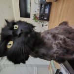 A bad hair day!