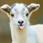 Goat