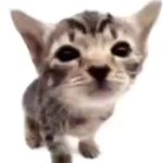 El gatito meme